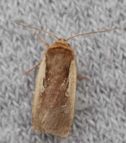 Réf. 45 164 : Ochropleura plecta