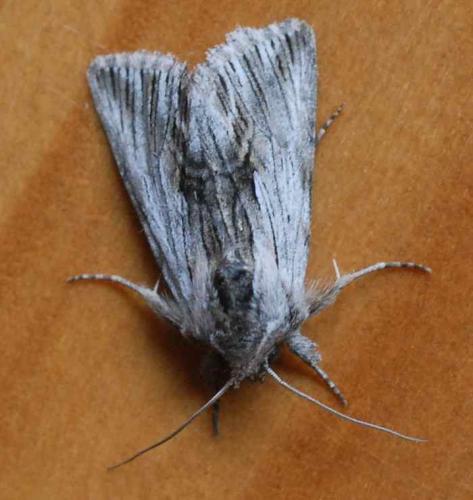 Calophasia platyptera