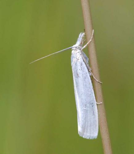 Réf. 45 692 : Crambus perlella