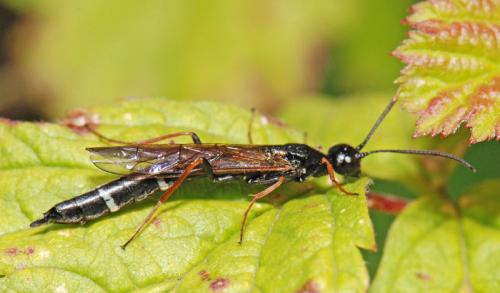Réf. 45 158 : Phylloecus sp.