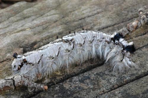 Dendrolimus pini