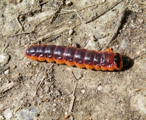 Cossus cossus