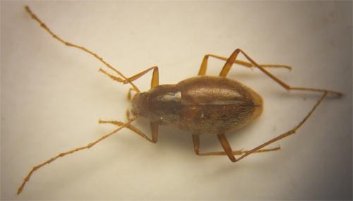 Diaprysius sicardi
