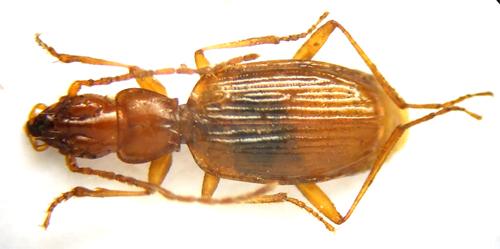 Réf. 45 114 : Speotrechus mayeti