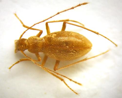 Antrocharis querilhaci