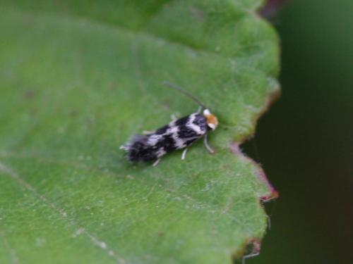 Etainia sp.