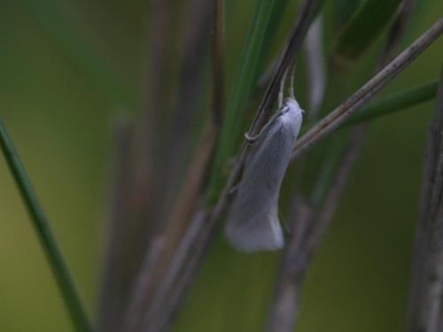 Elachista sp.