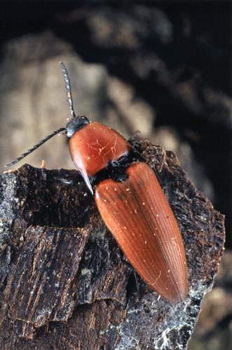 Elater ferrugineus