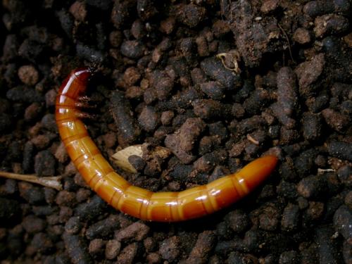 Elater ferrugineus