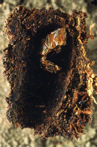 Elater ferrugineus