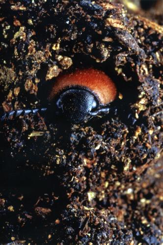 Elater ferrugineus