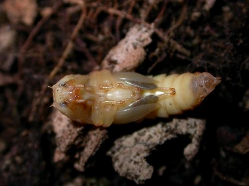 Elater ferrugineus