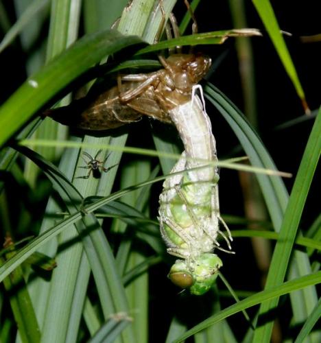 Anax imperator