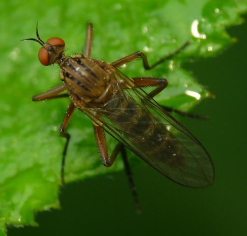 Empis livida