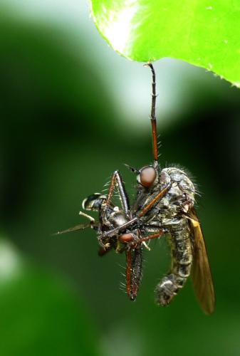 Réf. 45 036 : Empis sp.
