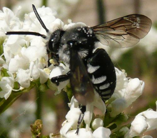 Thyreus orbatus
