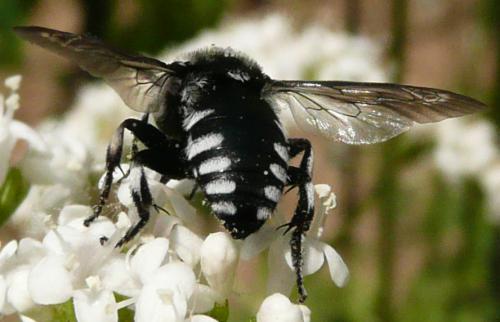 Thyreus orbatus