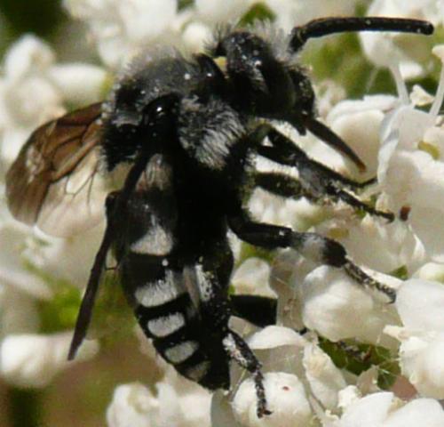Thyreus orbatus