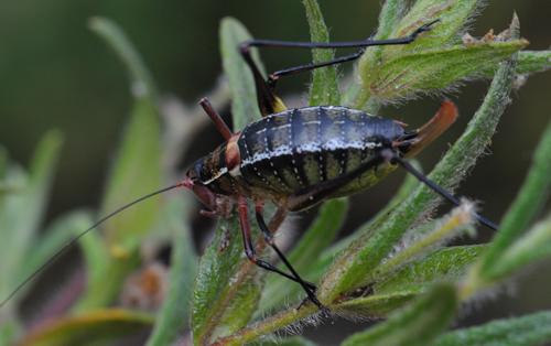 Barbitistes fischeri