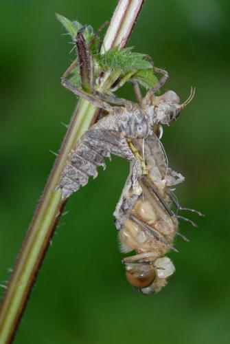 Réf. 45 526 : Epitheca bimaculata