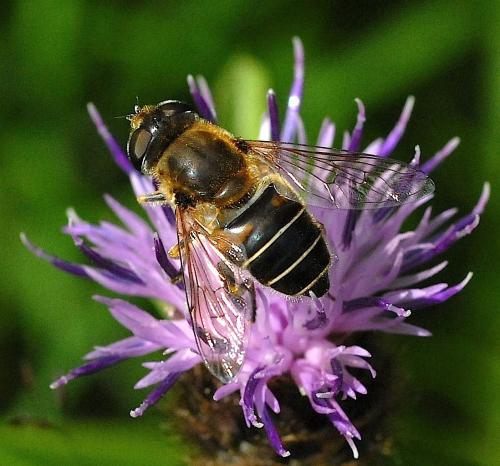 Réf. 45 280 : Eristalis nemorum