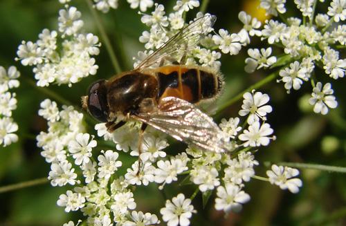 Eristalis arbustorum