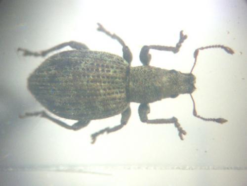 Réf. 45 652 : Sciaphilus sp.