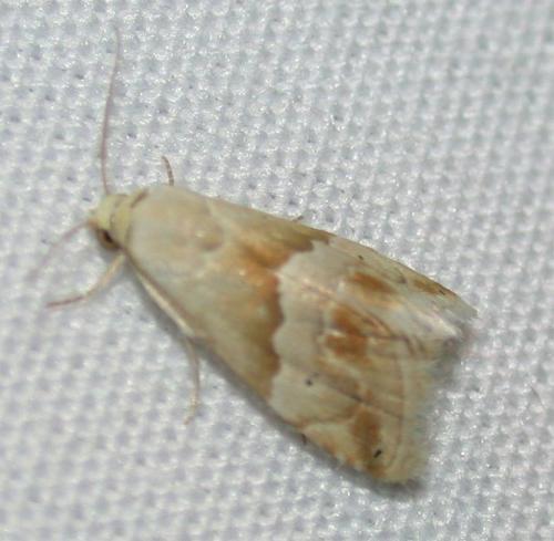 Réf. 45 503 : Eublemma parva