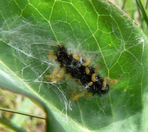 Euphydryas aurinia