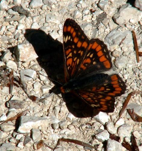 Réf. 45 409 : Euphydryas maturna