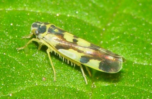 Réf. 45 420 : Eupteryx aurata