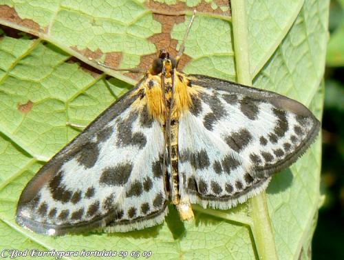 Réf. 45 371 : Anania hortulata