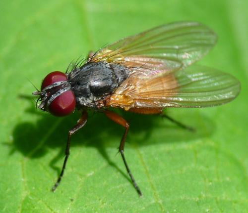 Fannia lustrator