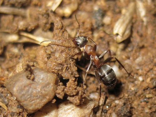 Réf. 45 977 : Formica sp.