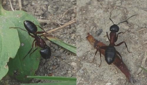 Camponotus sp.