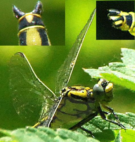 Réf. 45 852 : Gomphus simillimus