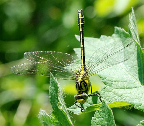 Réf. 45 853 : Gomphus simillimus