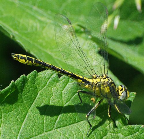 Réf. 45 854 : Gomphus simillimus