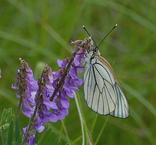 Aporia crataegi