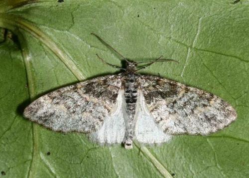 Réf. 45 024 : Lobophora halterata