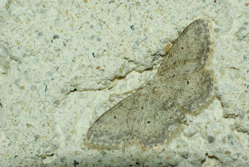 Réf. 45 725 : Idaea seriata