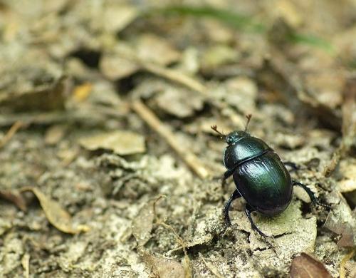 Anoplotrupes stercorosus