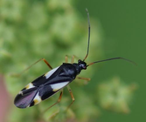 Dryophilocoris flavoquadrimaculatus