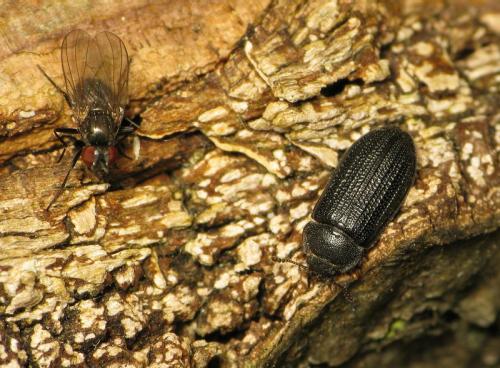 Réf. 45 173 : Grynocharis oblonga