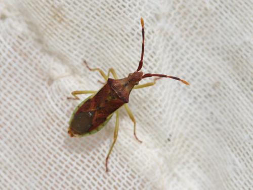Réf. 45 839 : Gonocerus juniperi
