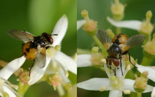 Gymnosoma sp.