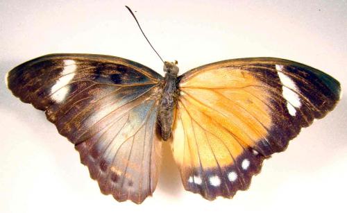 Euphaedra sp.
