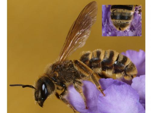 Halictus scabiosae