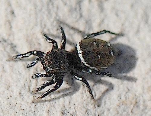Réf. 45 548 : Heliophanus kochii
