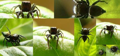Heliophanus tribulosus